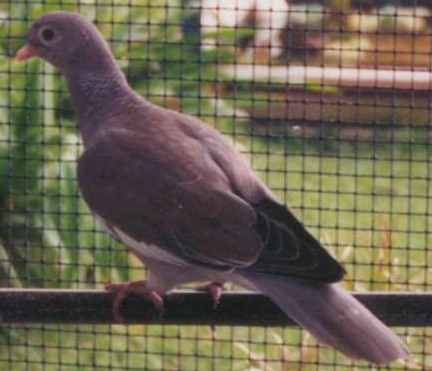 Columba corensis